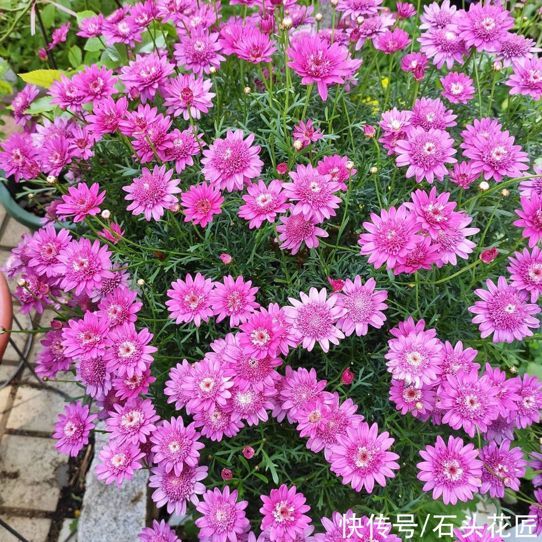  养玛格丽特花朵“褪色”？抓住“2个方面”就能养好，别担心