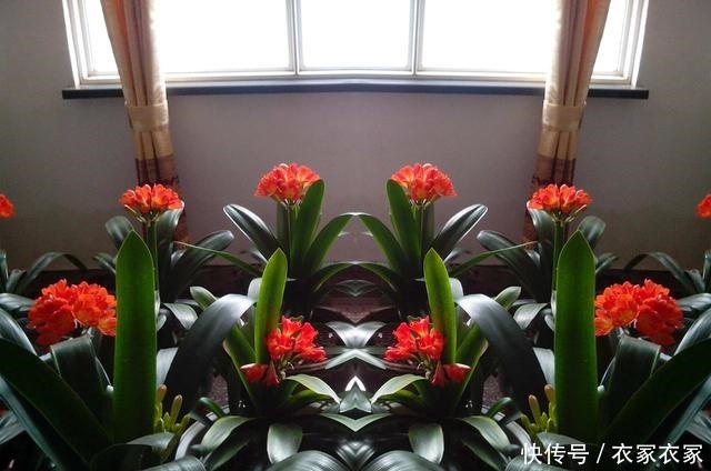 君子兰喜欢一种土,两年换一次,每年都开花!