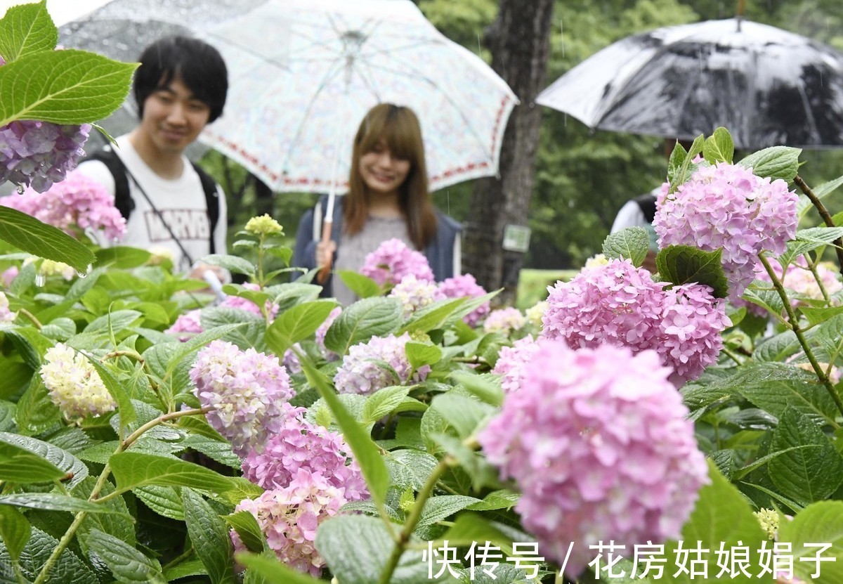 盆栽|盆栽花卉如何度过42天的三伏天?记住5个要点,安全度过三伏天