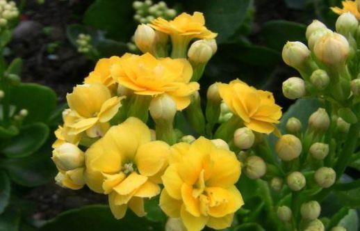 凤仙花|7月2日开始,养花试试这几款,观赏价值高,一养就上瘾