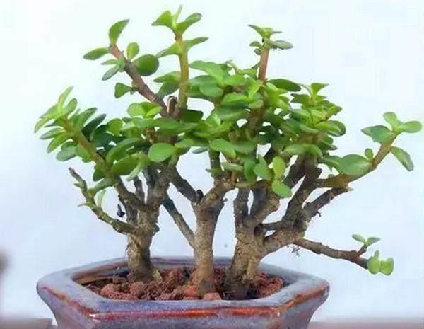 金枝玉叶怎么越养叶子越少了,该怎么养掉叶子已经不叫金枝玉叶了