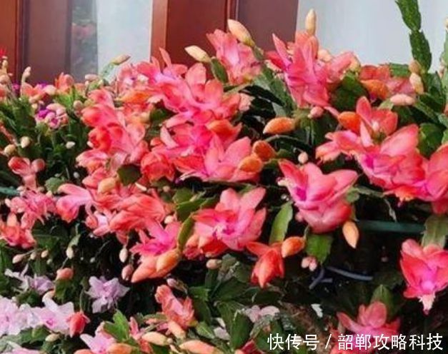 新手|“4种花”最好养,半月浇水一次,花开压弯枝头,适合新手养