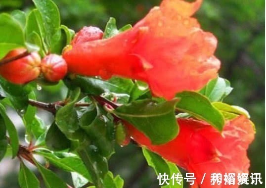 在家也能种“石榴”,漂亮又好吃,好养结果多,果子挂满树,真值