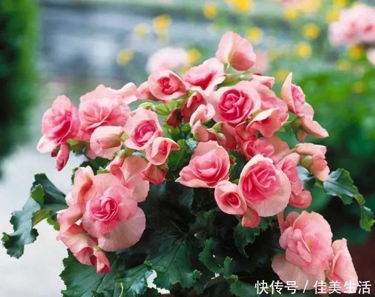 蟹爪兰|最受欢迎的“6种花”,漂亮好养,晒晒太阳就开花,特别好养