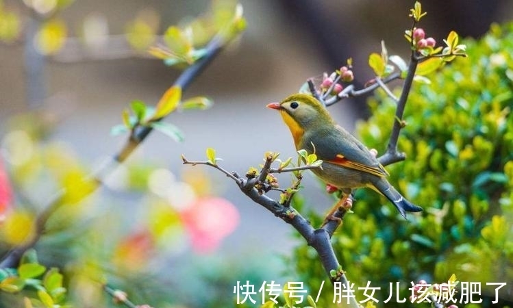 杜甫#山青花欲燃,这个春天,醉倒在唯美古诗词里