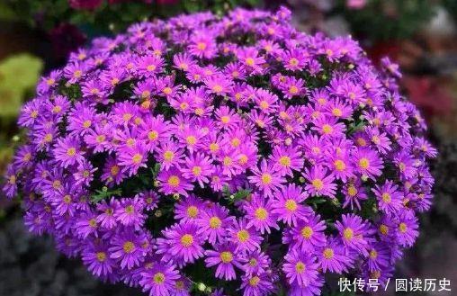 拥有|4种花太美了,花多易爆盆,好看又好养,很值得拥有