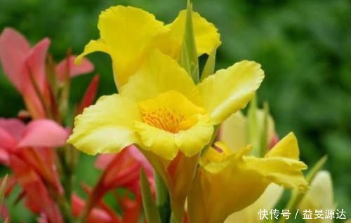 4种花最适合阳台养,全年开花不断,越养越喜欢,花开1茬又1茬!