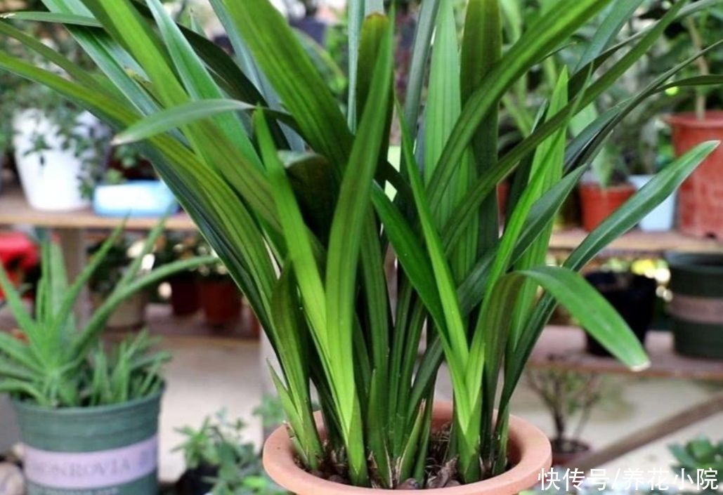 养兰花浇水很关键，记住几个浇水技巧，兰株不烂根不空根