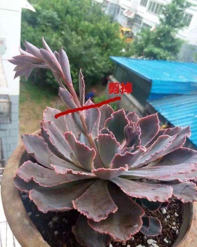 多肉在夏天,垫个“小东西”,不怕浇水不怕晒,越养越漂亮