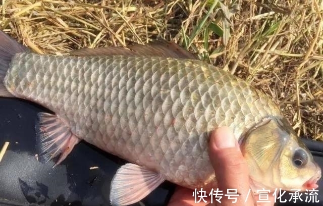 钓法|野钓最容易爆护的钓法,下钩几分钟就上鱼,没五年野钓经验玩不动