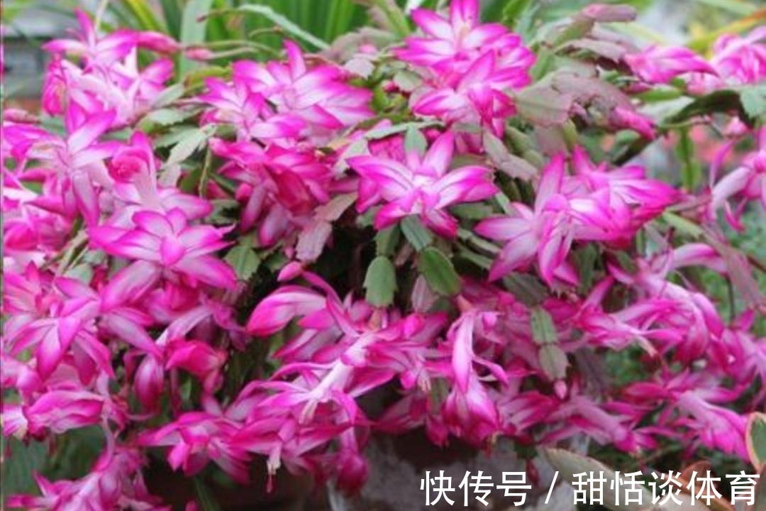 花苞|5种花，冬天也能开，摆在家里漂亮又养眼