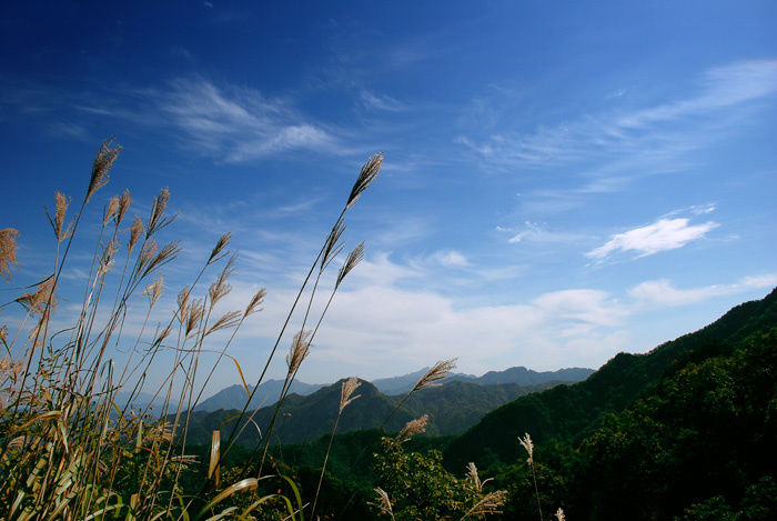 蒲桃酒|莫寒律诗21首:闲得此身无管领,半居梦里半人间
