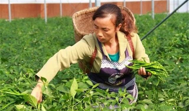 去斑|人到中年想长寿，3种食物换着吃，除皱去斑，排毒抗衰，气色也好