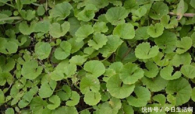 宝藏|此草名字奇异,药农称其为“崩大碗”,农民当它是野草,错过宝藏!