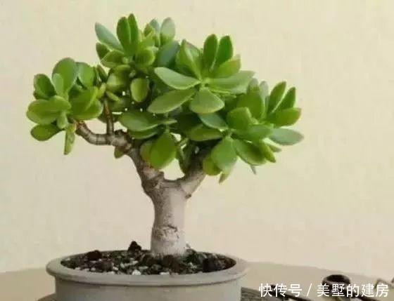 修剪|养花要“七分管、三分剪”，花卉如何修剪你一定要懂