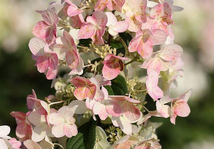 唐菖蒲|从9月9日开始,家养此款花卉,四季花开不断,漂亮好养!