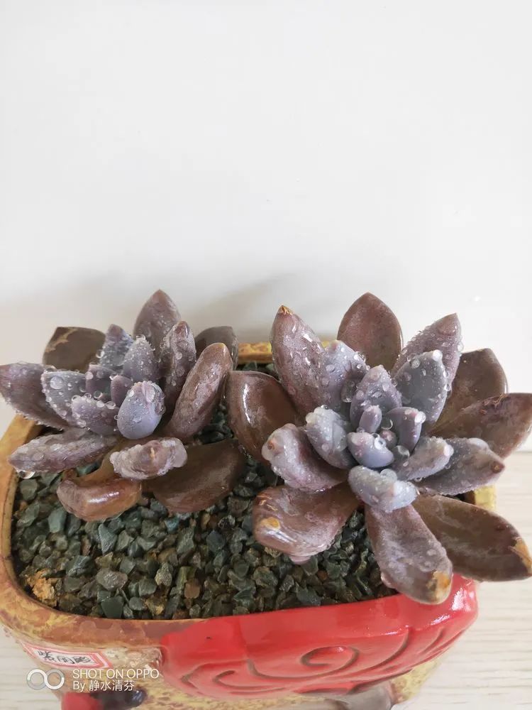 状态一般的多肉们，在我这儿已经是最美的存在了！