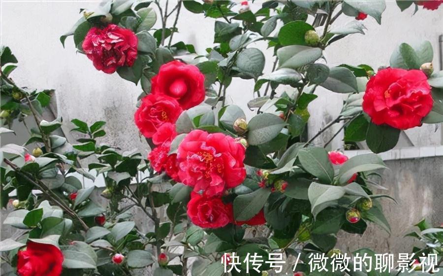 5种公认的富贵花 适合养客厅 贵气又吉祥 有钱人家都爱养 粉紫色 5种公认的富贵花 适合养客厅 贵气又吉祥 有钱人家都爱养 粉紫色