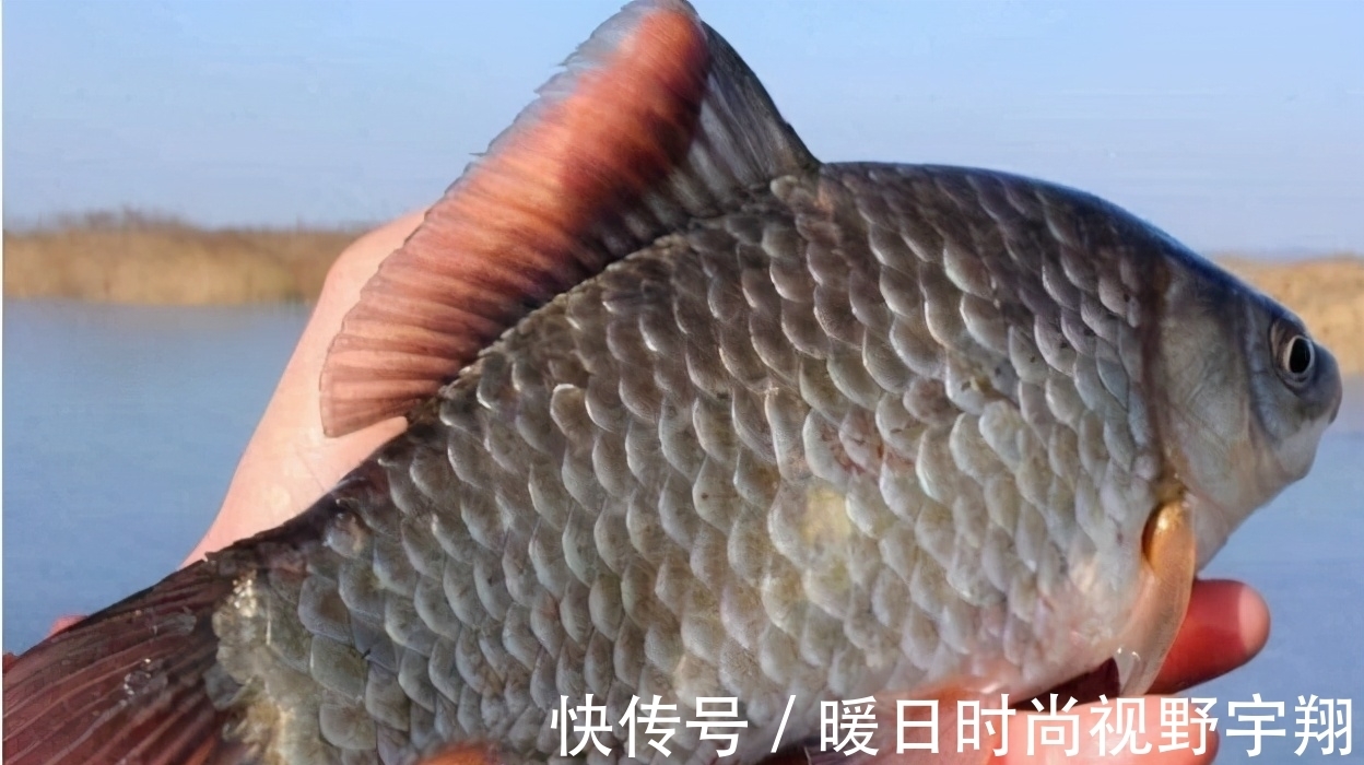 钓鱼|钓鱼知识分享,高手徐清华详解独创钓鲫鱼方法