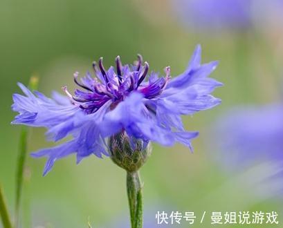 矢车菊|最名贵的蓝色矢车菊，也最美，遇见矢车菊，遇见幸福