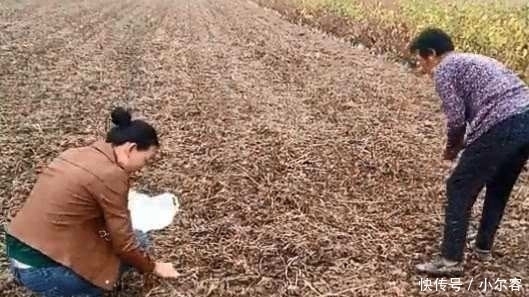 采摘|只有雨后田里才会冒出来的美味,一家人赶紧采摘,就是不够塞牙缝