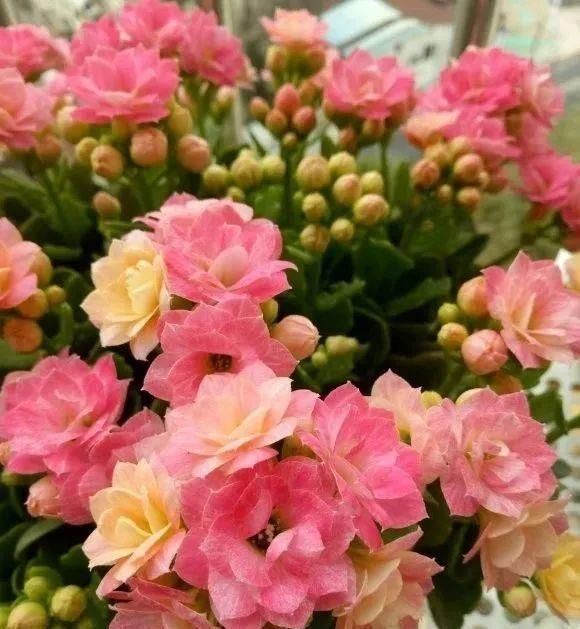 一棵长寿的花，124个花箭，开花，锅盖打开的方法