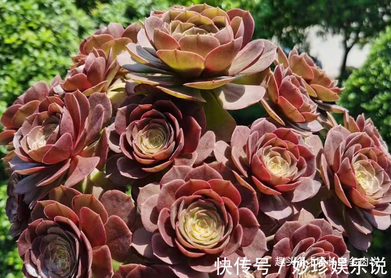 法师|多肉法师的叶片暗淡无光原因很多,并非只有缺肥才会出现这种情况