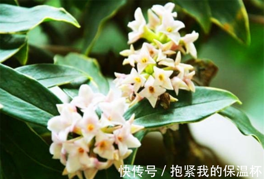 枝条|瑞香花有“4怕”,难怪不长花苞不开花,学会了一盆花开300朵