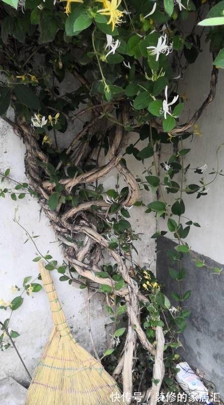 5种“漂亮花”，别随便晒太阳，晒得越多，开花越少，别弄反了