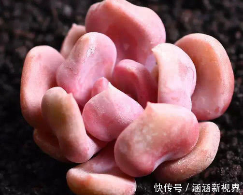 妙招|多肉丘比特怎么养教你3个小妙招,养出红润艳丽的丘比特