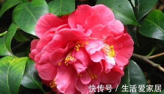 很多人喜欢种植山茶花，掌握下面这五点，它可以长得更旺盛