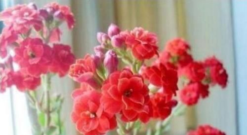 养花就养这几款,全年开花不停,花色鲜艳夺目,花朵美艳迷人