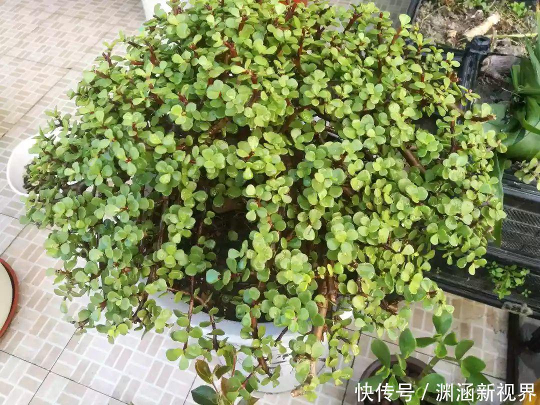 树桩|会养花的人都选它,耐旱又好活,2年养成小树桩!