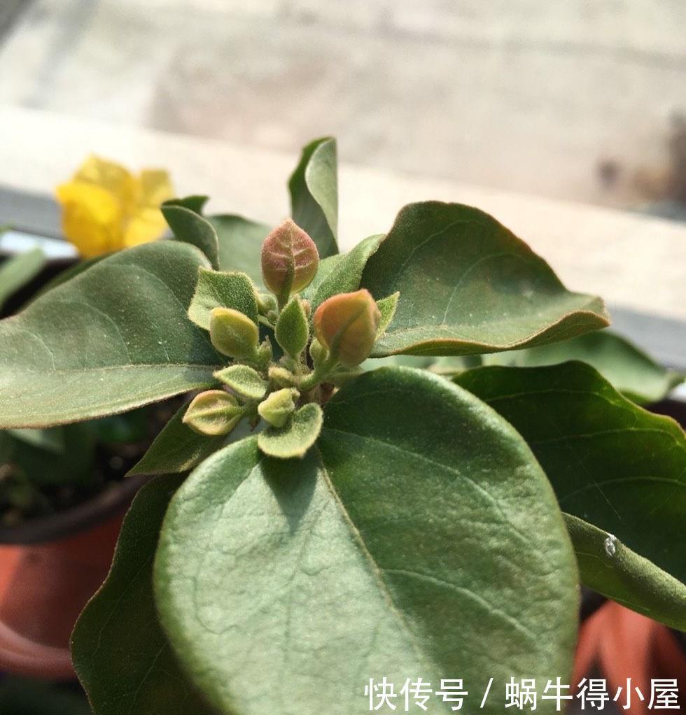 萌发|盆栽三角梅的培养方法很简单，做好3件事，植株壮实优美开花旺