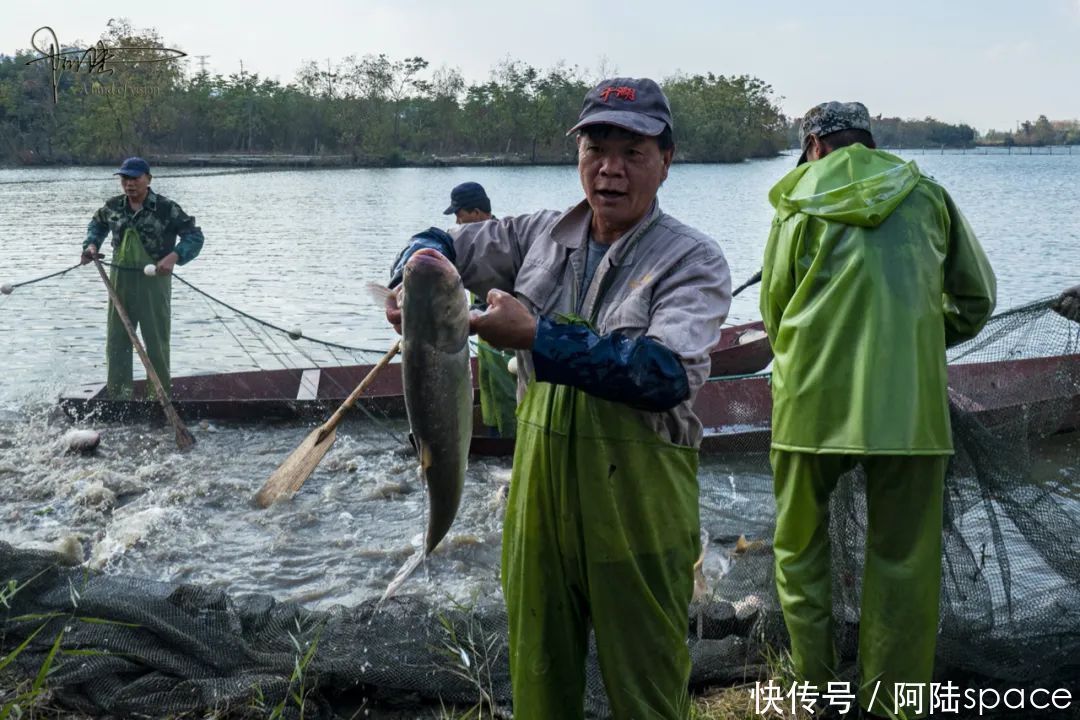 白塔|白塔湖里有个桃花岛，可以现场观看当地村民捕鱼，场面极为壮观