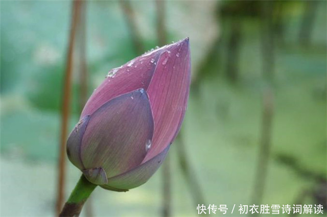 莲花|荷花花苞叫菡萏，赏读菡萏诗九首，金针刺菡萏，夜夜得见莲