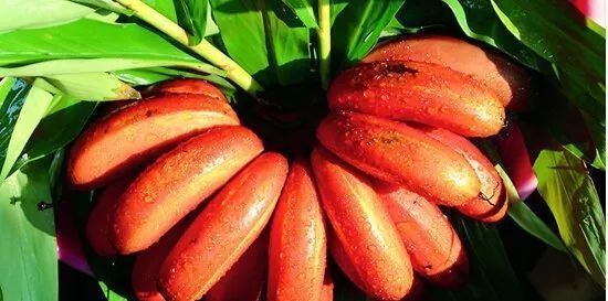 草莓|世界上最贵的水果,吃过3种以上的都是土豪啊