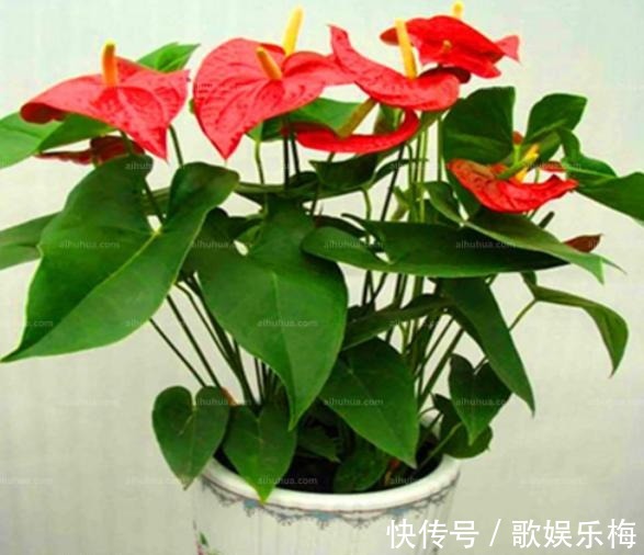 君子兰|容易被水浇死的“14种花”,手太勤反而养不活