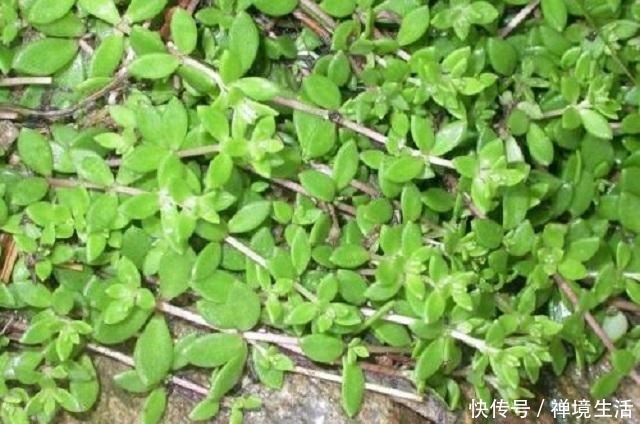 河边1野草,外形蓬松不受人喜,常被当成杂草去除,其实它是1宝!