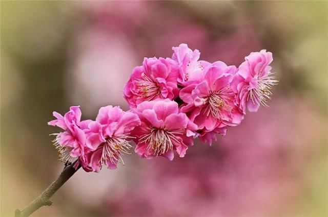  肩头|梅花故事，纳兰性德江南之恋：背立盈盈故作羞，手挼梅蕊打肩头