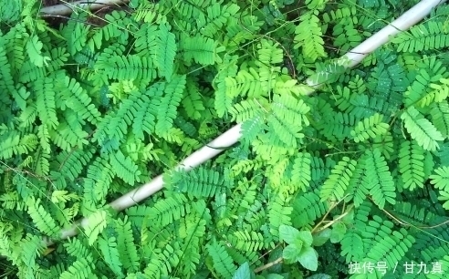 有利湿|农村这些野菜,能利湿退黄、疏肝止痛、治疗气管炎,没吃过就亏咯