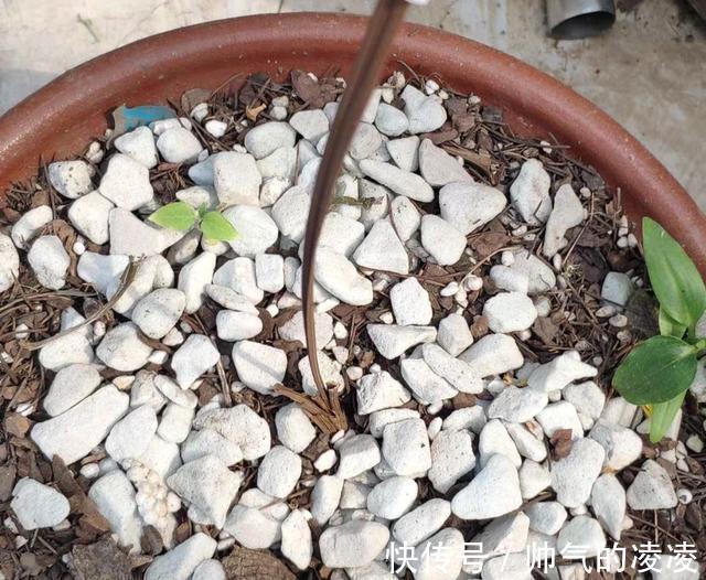 新手养兰，兰花的五种“S法”