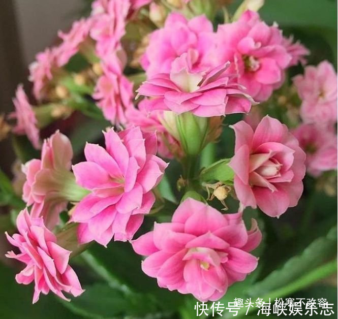 最香的几种花,全年开花不停,花色艳丽,花开枝繁叶茂,美