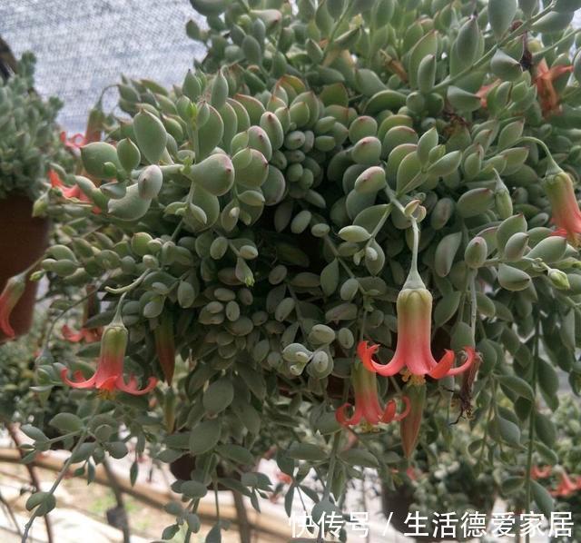 花友|达摩福娘，有香味的多肉中最好养的品种，爱爆盆可以当成吊兰养