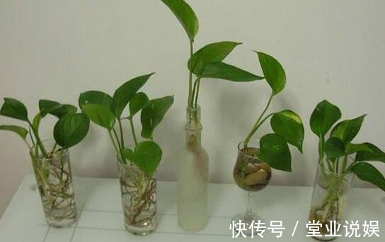 夏天那些水培的花，可以往土里栽了，秋天坐等长爆盆！