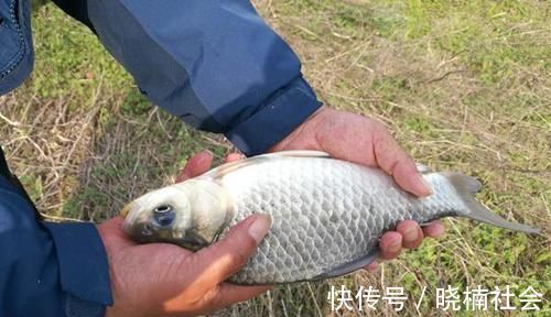 冬钓鲫鱼民间特色饵料，多种蘸饵钓配方汇总，最适合钓大鲫鱼使用