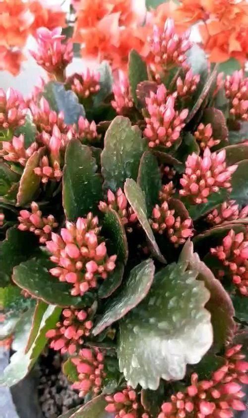 4种不同风格的花,谁见了都爱养,各有各的气质