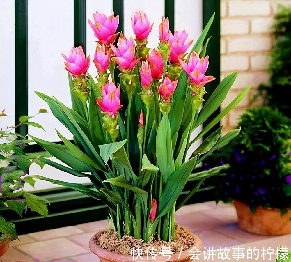 长寿花|5种“漂亮花”，喜欢毒日头，晒晒太阳，直接爆花快