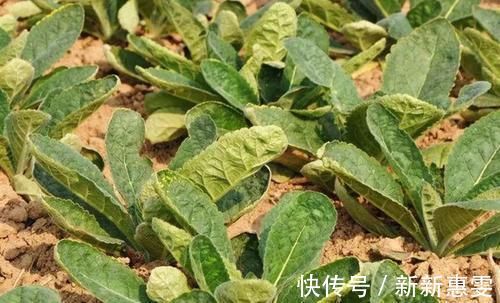 农民|根似人参,花朵很有趣,农民拿它酿酒,现远销海内外