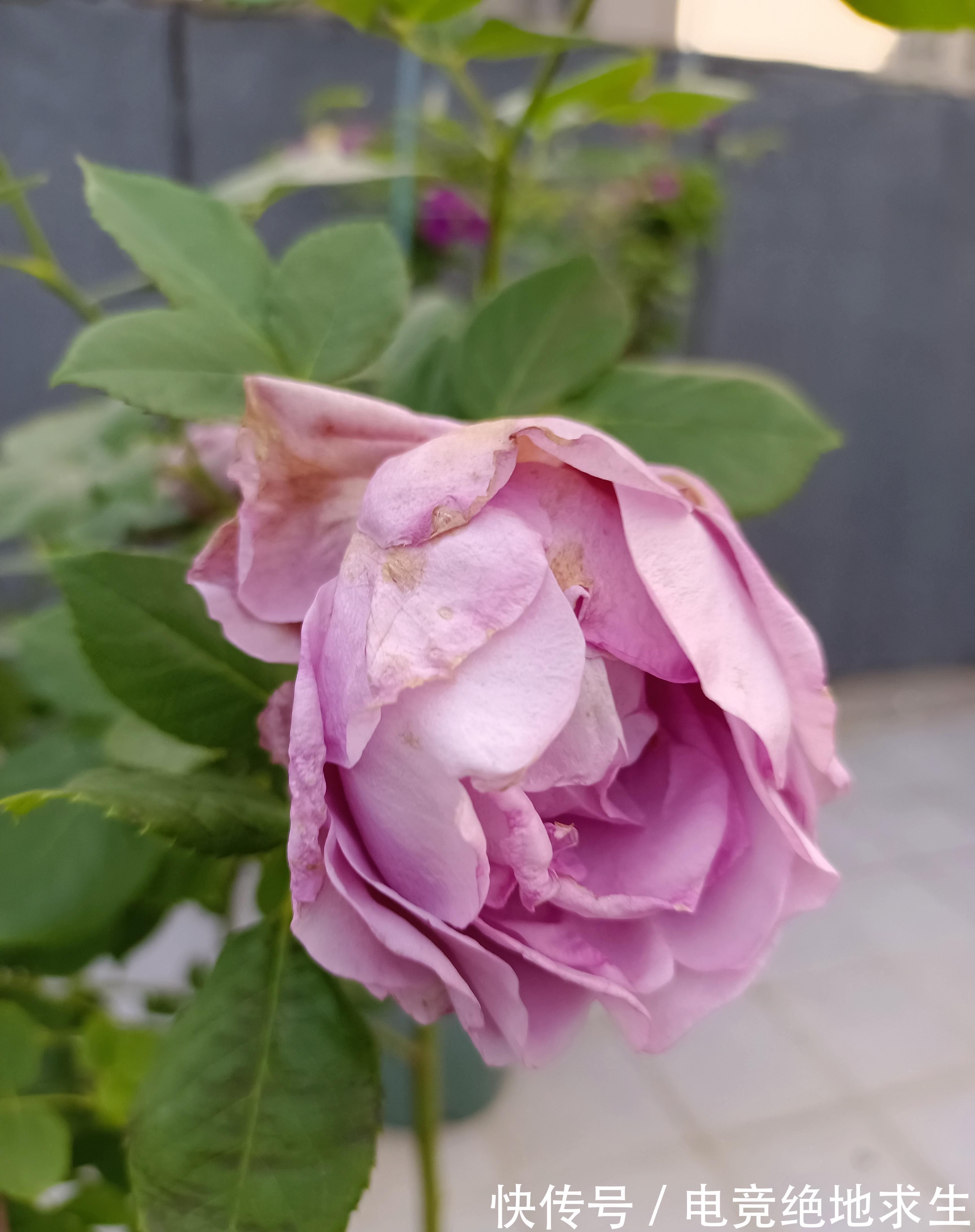 蓝色阴雨，蓝色风暴，两款蓝紫色月季花，优缺点对比